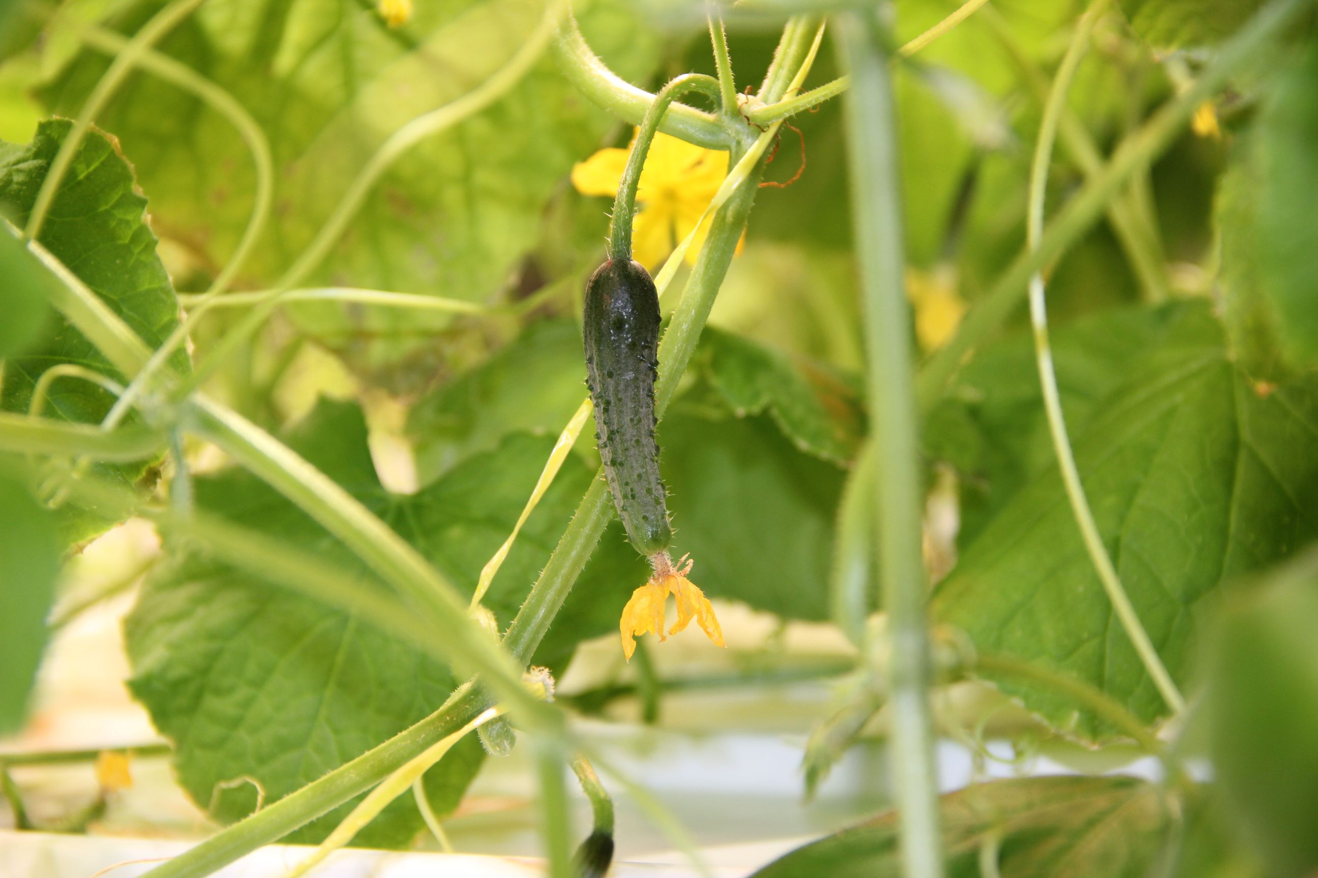 В технопарке снимают первый урожай