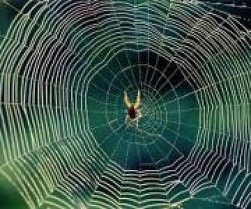 Акустические свойства паутины вдохновят на создание новых технологий